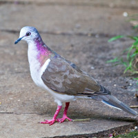 Caribbean Dove